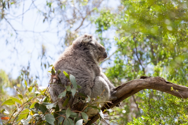 Koala essay