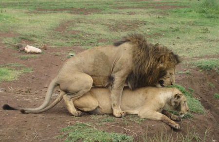 no privacy for the Lion's in the Serengeti