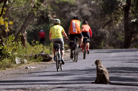 monkeys in the road