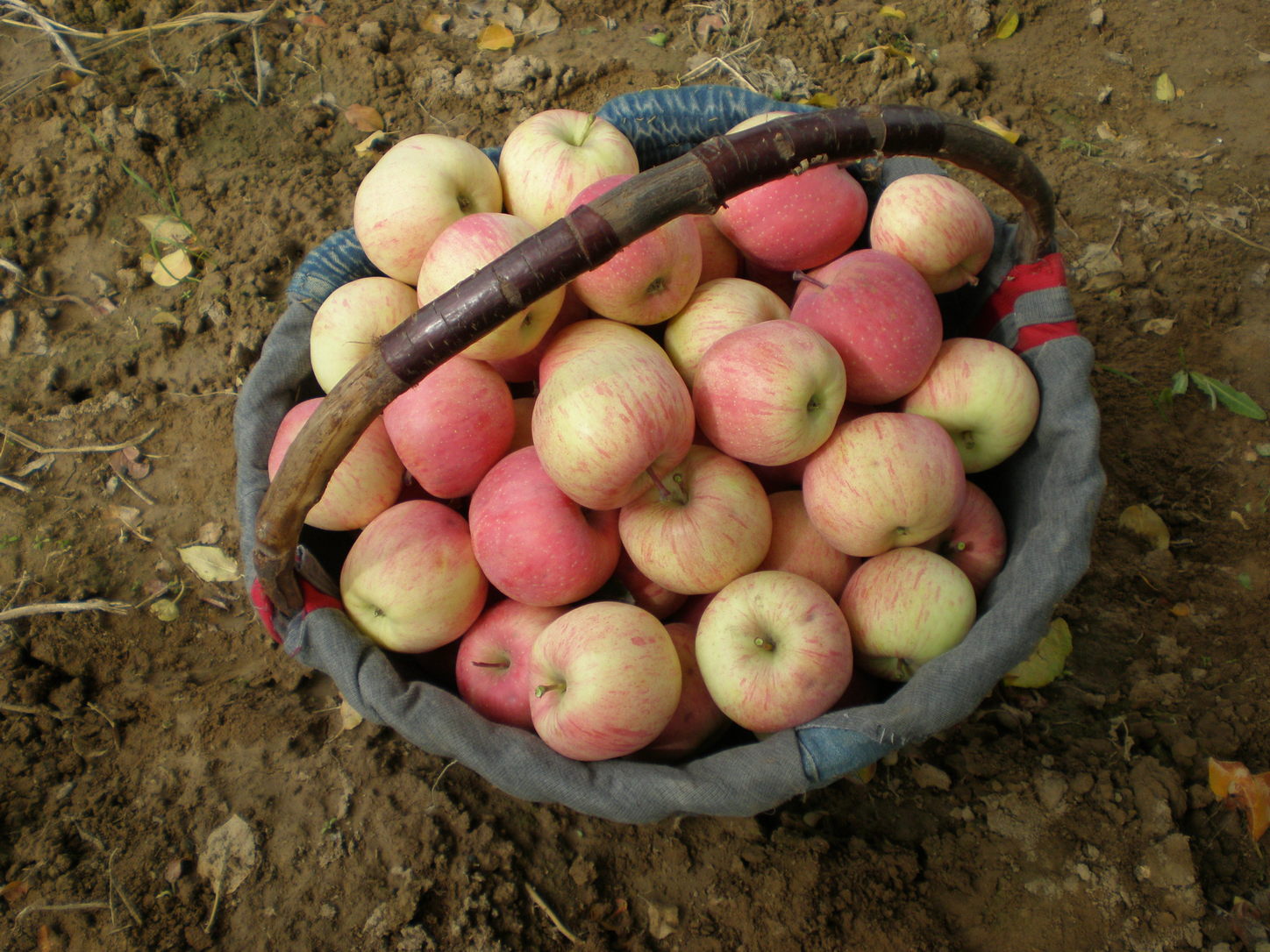 ?an apple a day keeps the doctor away essay The saying an apple a day keeps the doctor away probably gives you the impression that apples are the healthiest fruits this proverb was first mentioned more. ?an apple a day keeps the doctor away essay The saying an apple a day keeps the doctor away probably gives you the impression that apples are the healthiest fruits this proverb was first mentioned more.