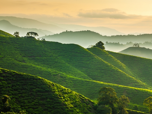 High Tea On The Bamboo Road?