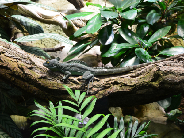 When You Gotta Go: Another Wildlife Encounter On The Magical Madagascar Cycling Tour